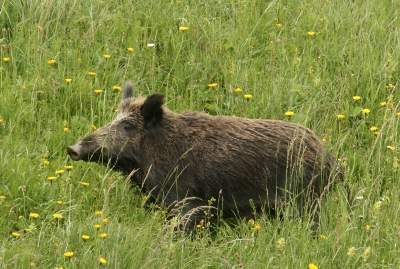 cinghiale